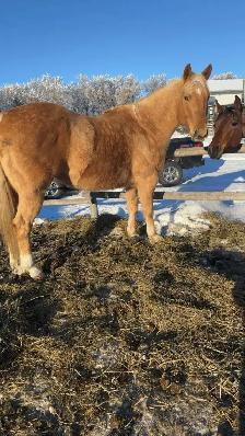 6 year old Palomino AQHA gelding - Photo 8