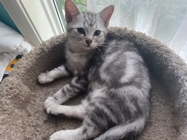 new kitten available
