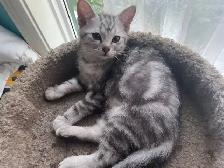 new kitten available