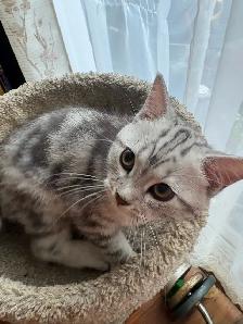 new kitten available - Photo 5