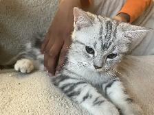 new kitten available - Photo 6