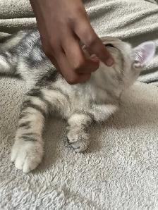 new kitten available - Photo 7