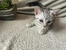 new kitten available - Photo 9