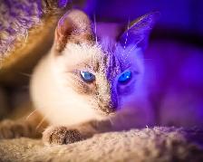 URGENT REHOMING – Beautiful 4-Year-Old Female Siamese Cat