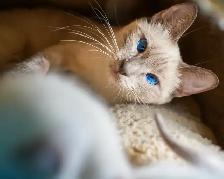 URGENT REHOMING – Beautiful 4-Year-Old Female Siamese Cat - Photo 2