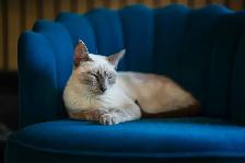 URGENT REHOMING – Beautiful 4-Year-Old Female Siamese Cat - Photo 3