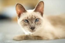 URGENT REHOMING – Beautiful 4-Year-Old Female Siamese Cat - Photo 4