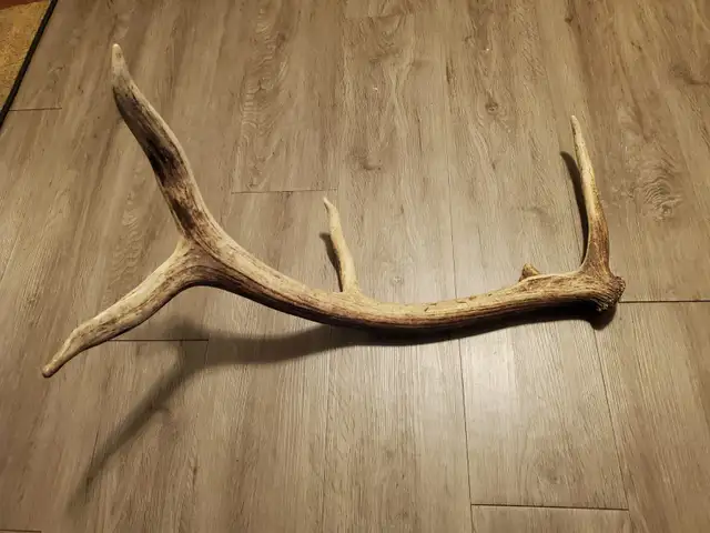 Shed Elk Antler (1.8kg)