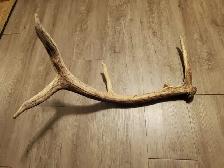 Shed Elk Antler (1.8kg)