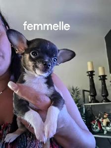 chihuahua