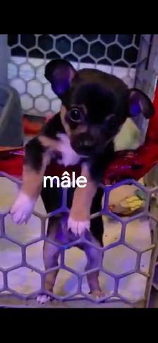 chihuahua - Photo 2