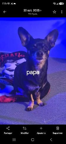 chihuahua - Photo 4