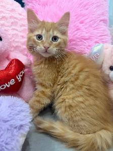 ⭐️Maine Coon Kittens⭐️ - Health Card & Samples - - Photo 3