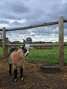 Nigerian Nubian Cross Billy Goat 1yr Old