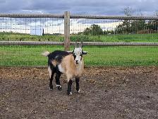 Nigerian Nubian Cross Billy Goat 1yr Old - Photo 2