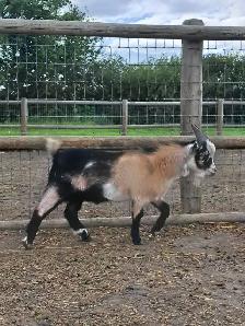 Nigerian Nubian Cross Billy Goat 1yr Old - Photo 3