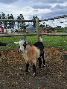 Nigerian Nubian Cross Billy Goat 1yr Old - Photo 4
