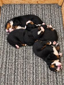 Bernese Mountain Dog Puppies