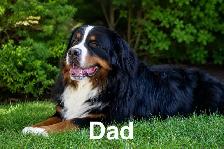 Bernese Mountain Dog Puppies - Photo 2