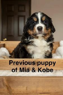 Bernese Mountain Dog Puppies - Photo 4