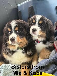 Bernese Mountain Dog Puppies - Photo 5