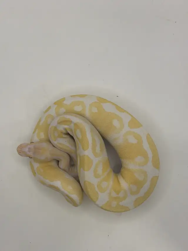ball pythons