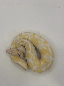 ball pythons