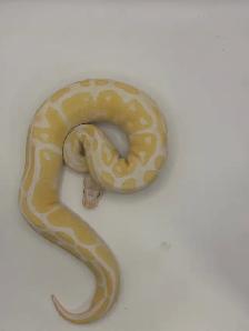 ball pythons - Photo 2