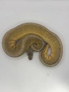 ball pythons