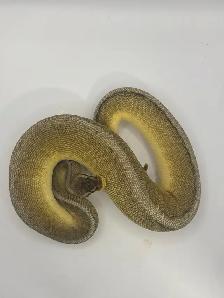ball pythons - Photo 2