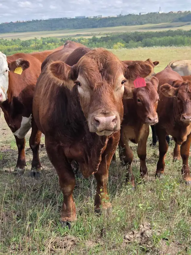 8 yr old Gelbveih Red Bull