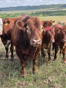 8 yr old Gelbveih Red Bull