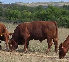8 yr old Gelbveih Red Bull - Photo 2