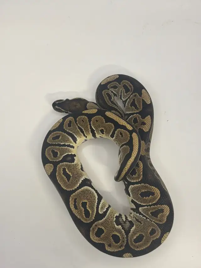 ball pythons