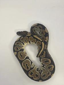 ball pythons
