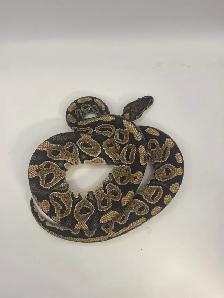 ball pythons - Photo 2