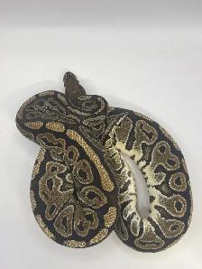ball pythons - Photo 3