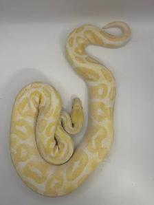ball pythons - Photo 4
