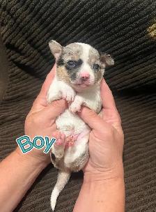 Chihuahua Puppies!