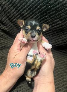 Chihuahua Puppies! - Photo 2
