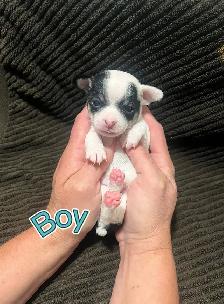 Chihuahua Puppies! - Photo 3