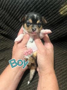 Chihuahua Puppies! - Photo 4