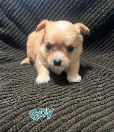 Chihuahua Puppies! - Photo 5