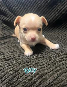 Chihuahua Puppies! - Photo 6