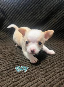 Chihuahua Puppies! - Photo 7