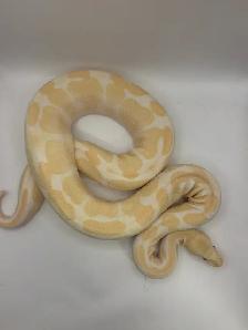 Proven breeder ball pythons