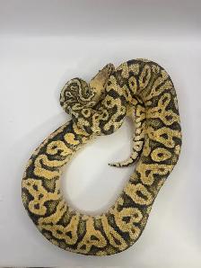 Proven breeder ball pythons - Photo 2