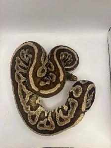 Proven breeder ball pythons - Photo 3