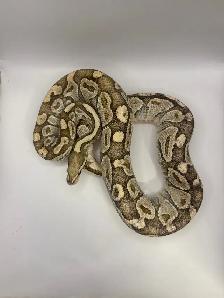 Proven breeder ball pythons - Photo 4