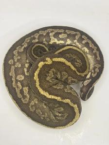 Proven breeder ball pythons - Photo 5